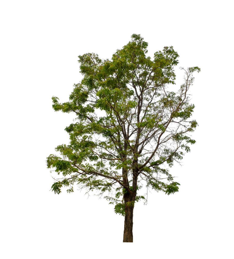 Expertise in Tree Health Management