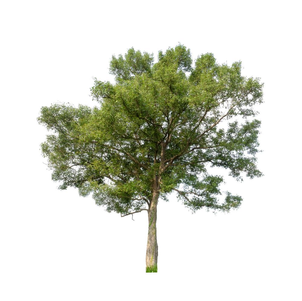 Services Offered by Tree Service Zellywood FL