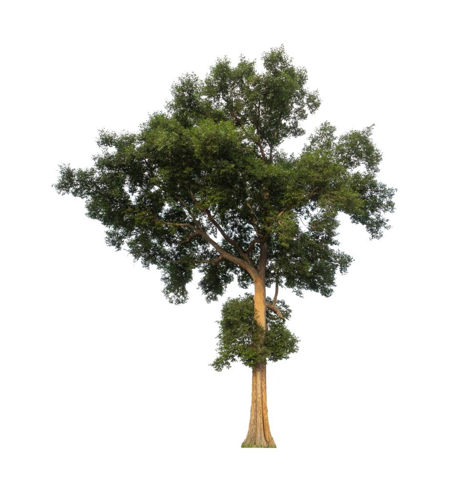 Why Hire Professionals for Tree Service Zellywood FL?
