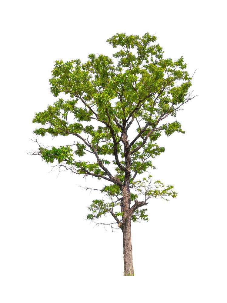 Comprehensive Services Offered by McCullough Tree Service
