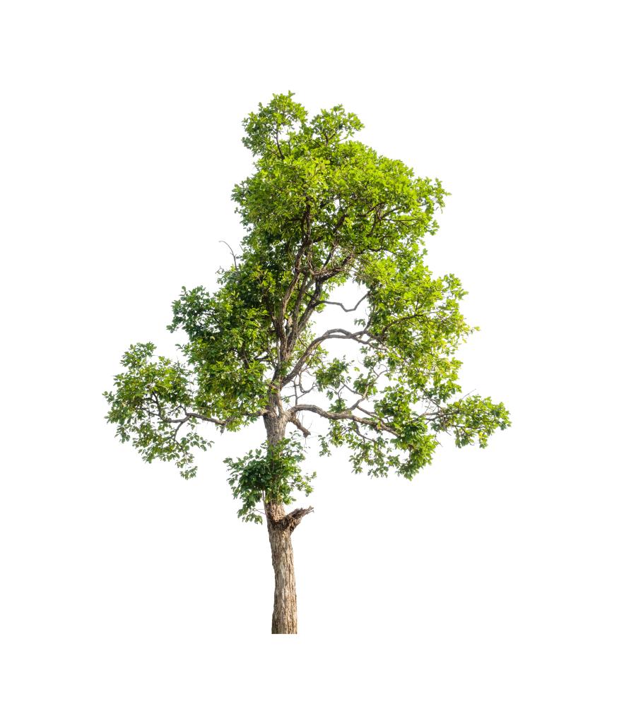 Expert Tree Care Services Available