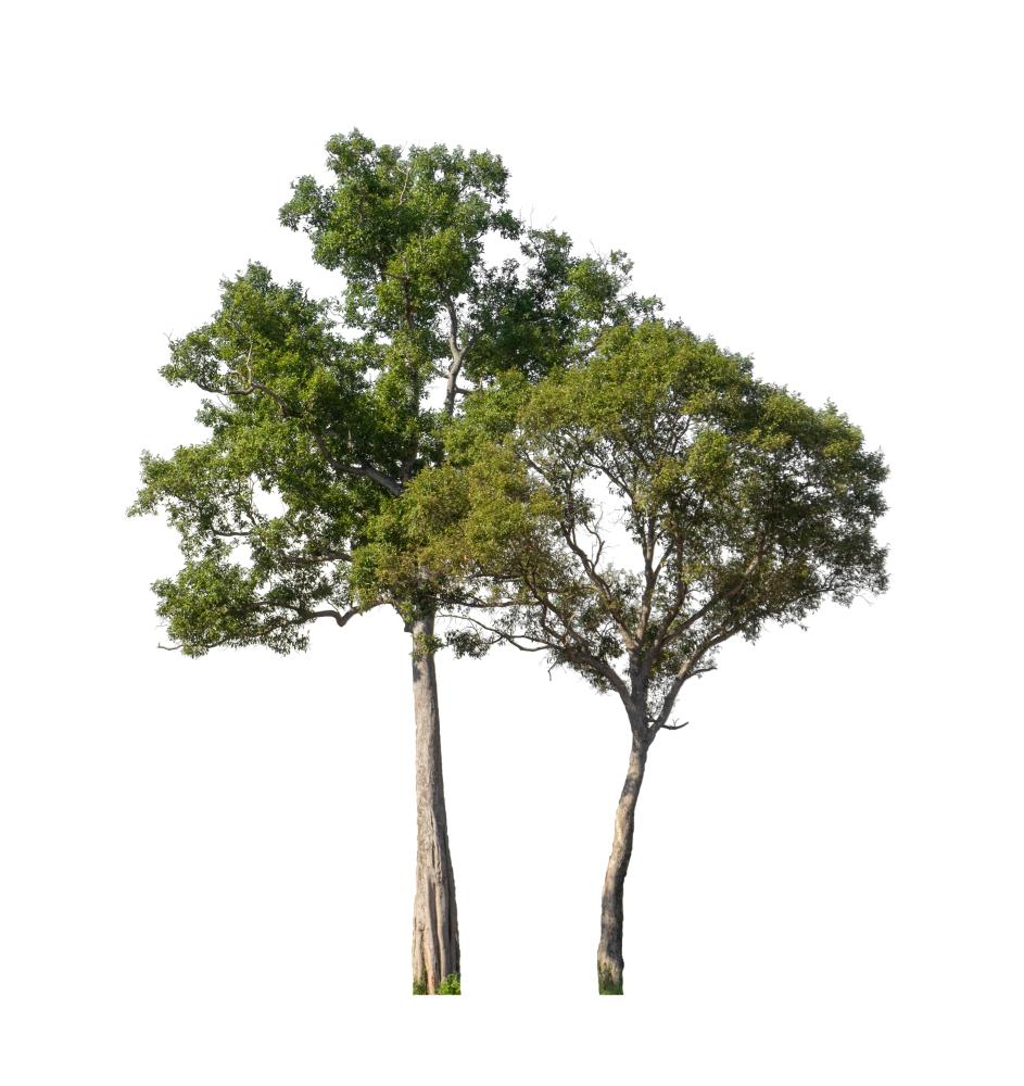 vecteezy trees that are isolated on a white background are suitable 757 Tree Service Maitland FL