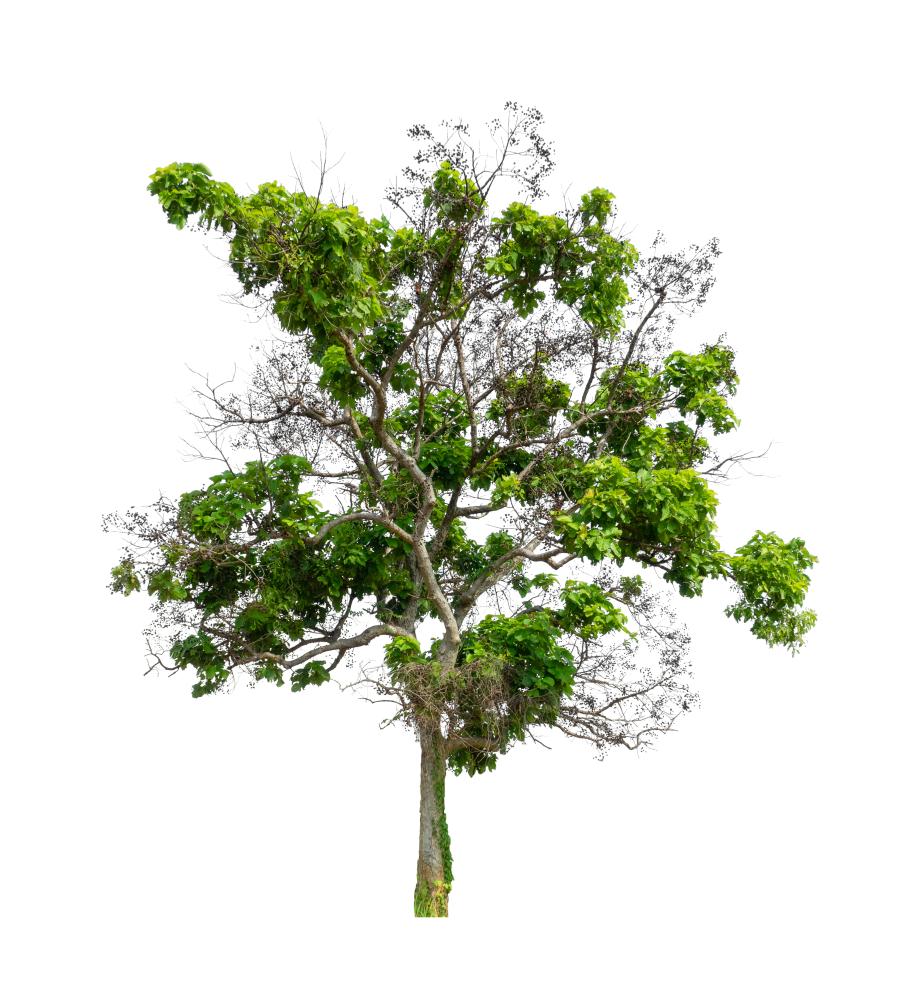 Why Choose a Certified Arborist?