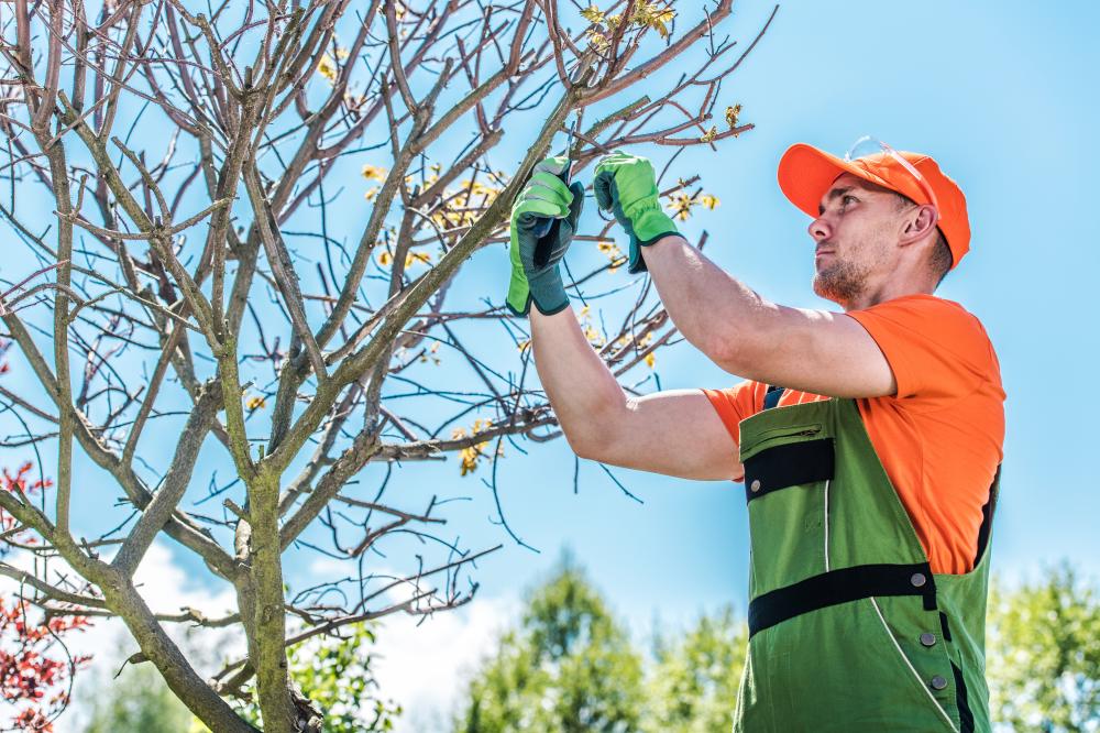 Comprehensive Tree Removal Services