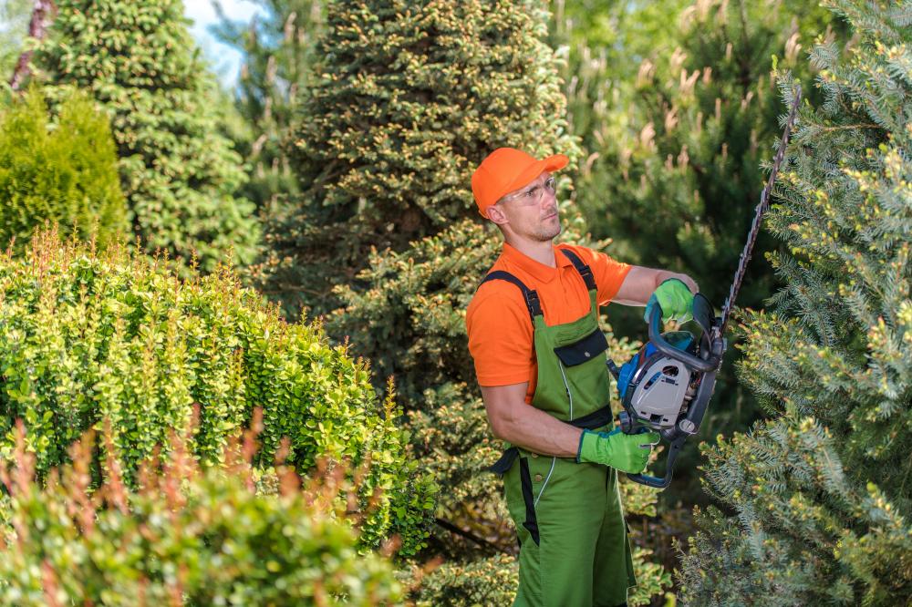 Our Comprehensive Tree Care Services