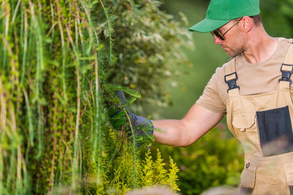 Our Exceptional Tree Care Services