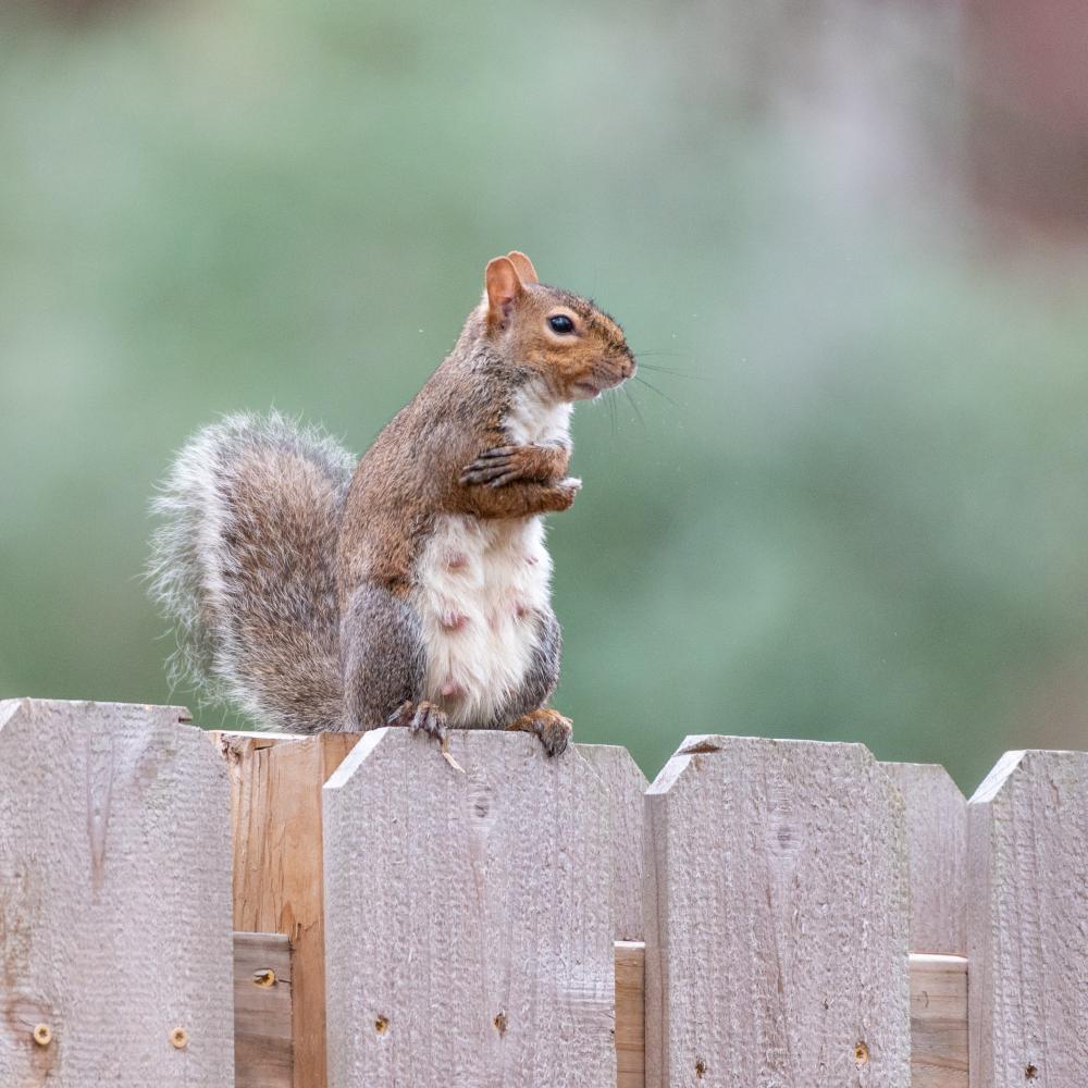Choosing the Right Service for Squirrel Control Houston