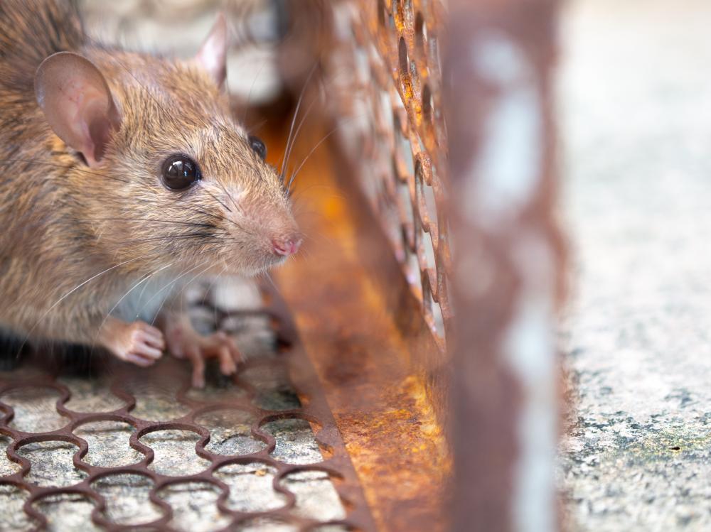 Understanding Rat Behaviors