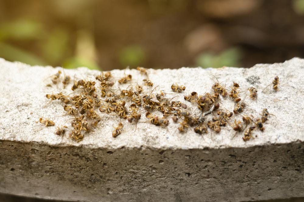 Benefits of Professional Ant Removal Services