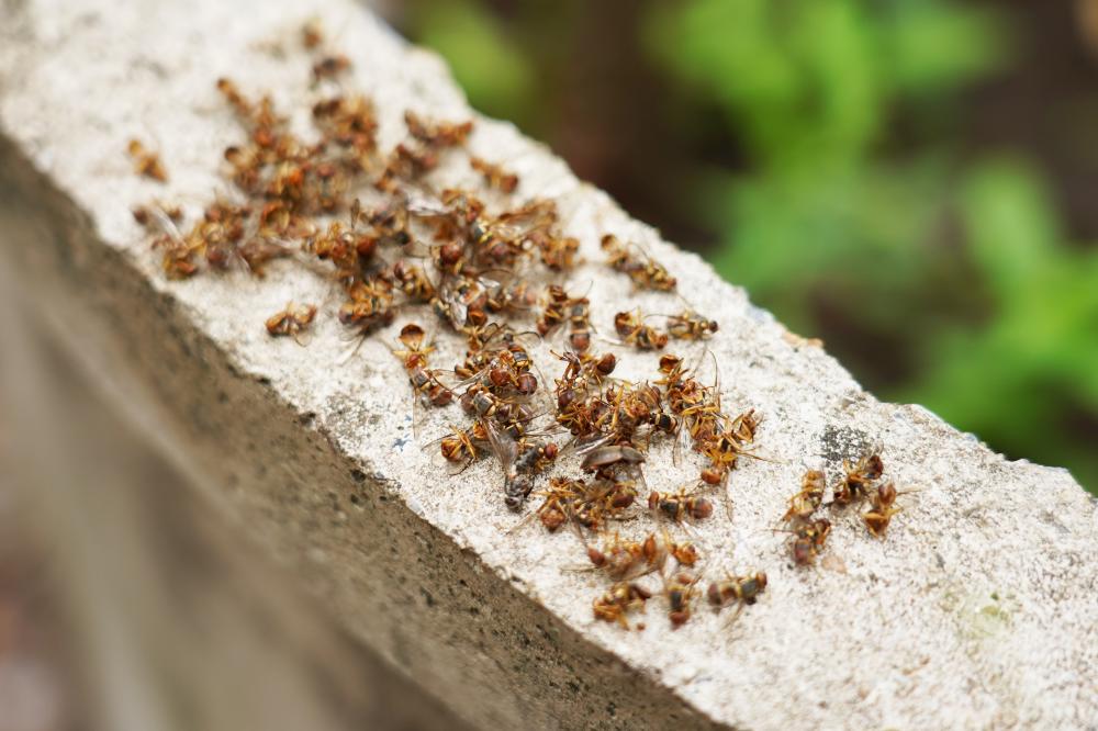 Professional Ant Control Solutions