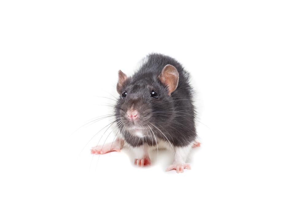 Eco-Friendly Approaches to Rodent Control
