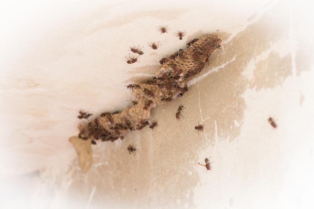 Unique Challenges of Pest Control in Davis County