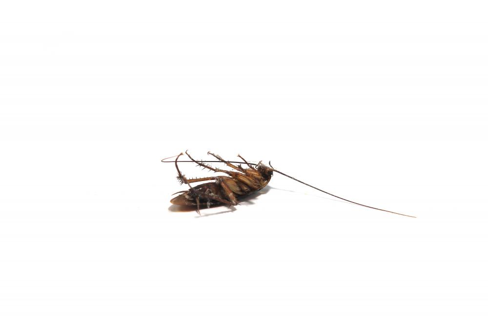 Environmentally-Friendly Pest Management