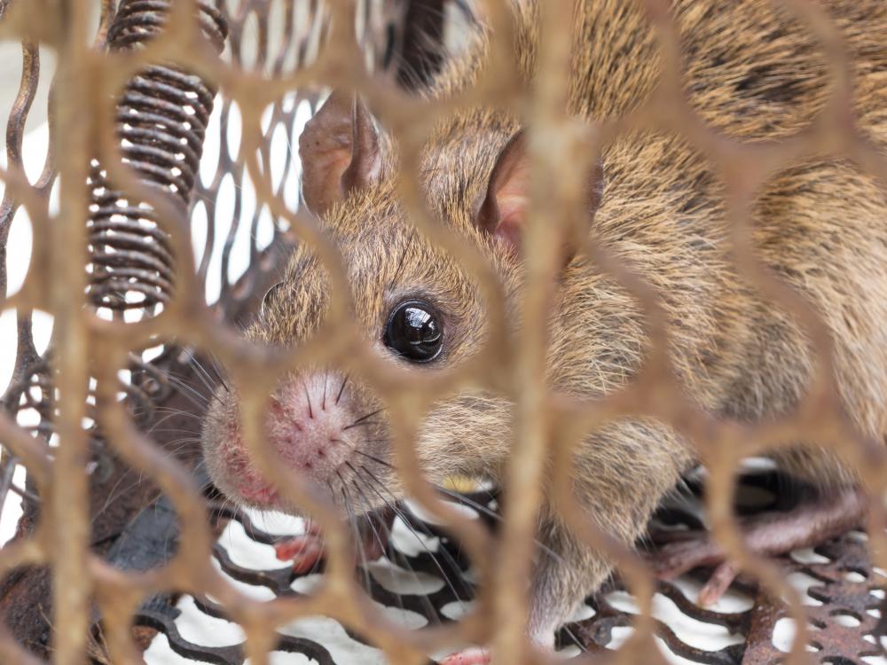 The Importance of Professional Rodent Control