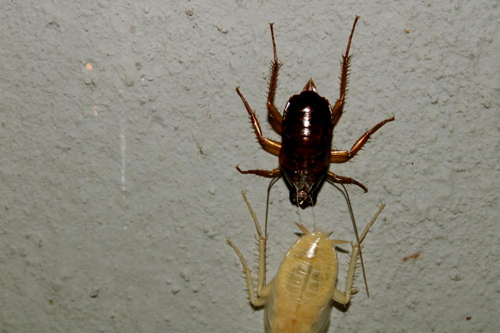 Understanding Scorpions