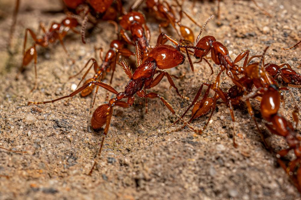 Our Approach to Ant Control