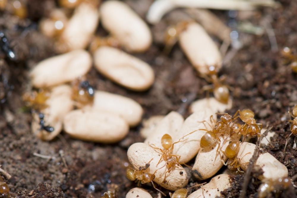 Termite Control and Home Maintenance