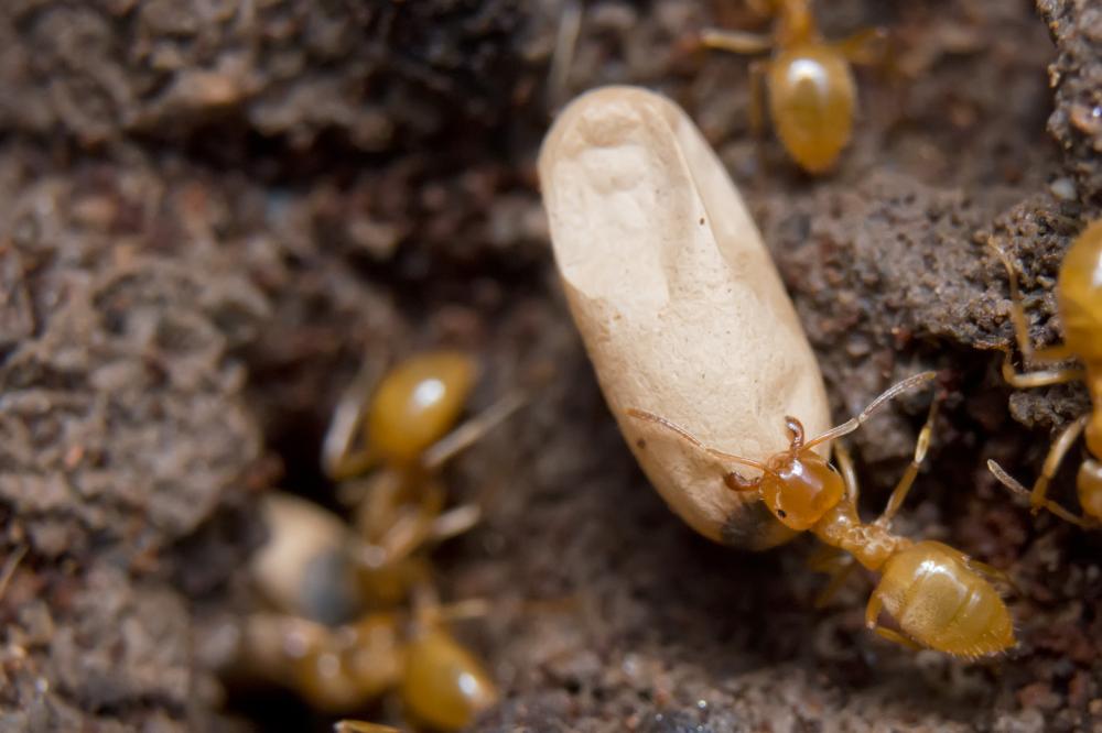 Effective Termite Solutions