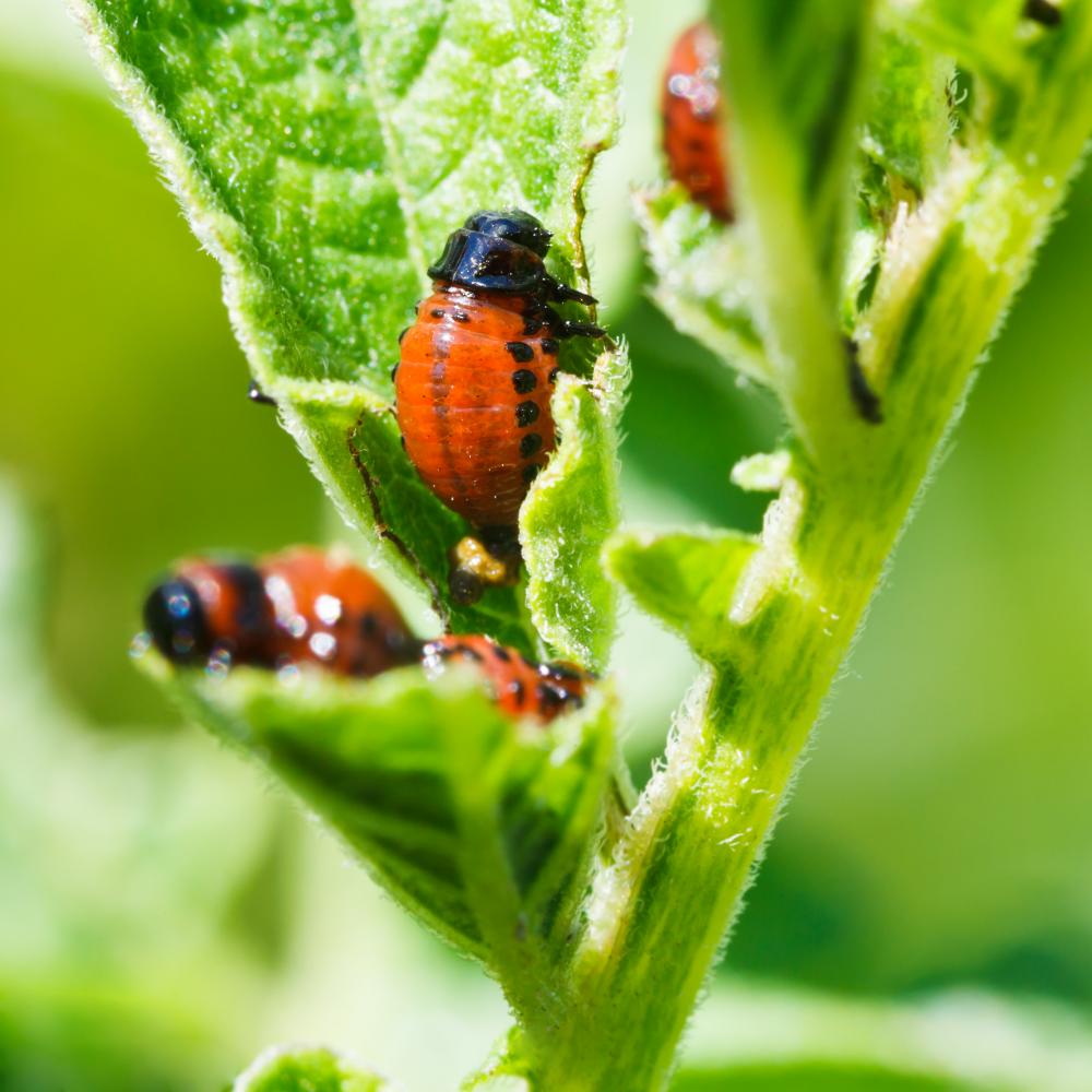 Preventative Tips to Keep Your Home Pest-Free