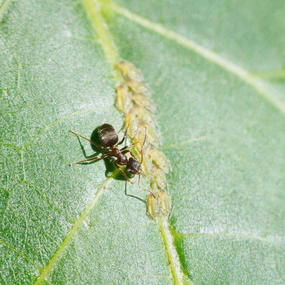 Effective Ant Baiting Strategies