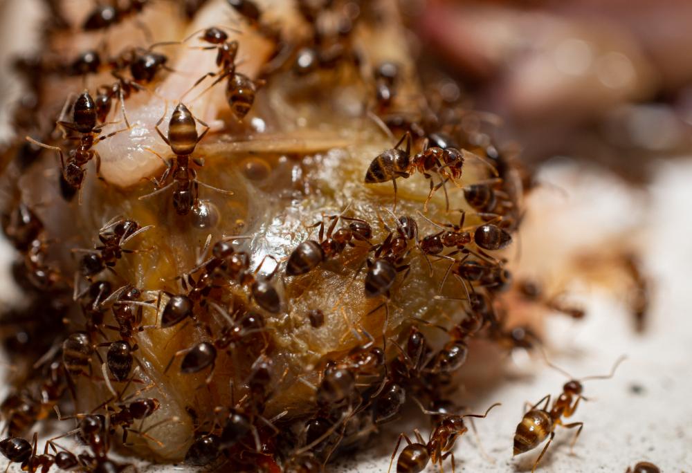 Ant Exterminator Services Offered