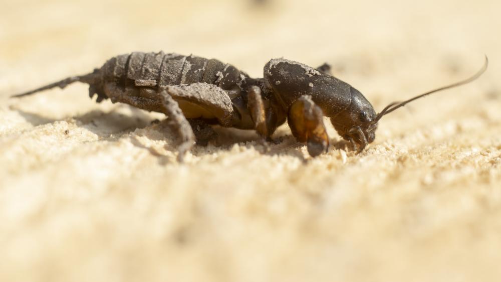 Unique Challenges in Scorpion Treatment