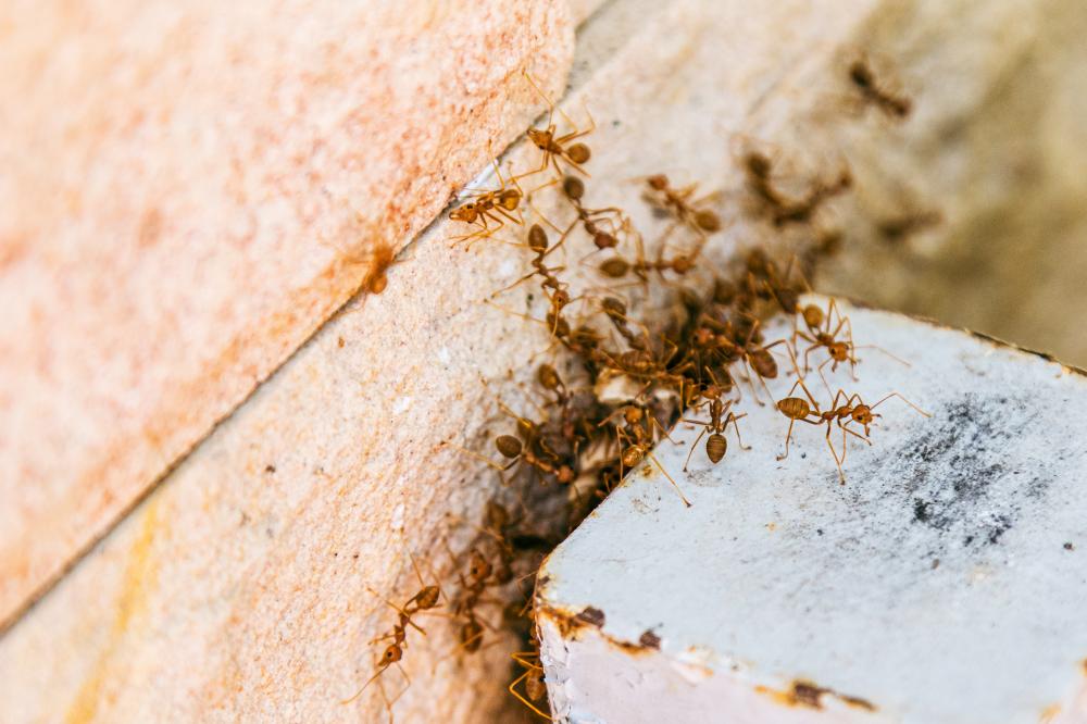 Signs of an Ant Infestation