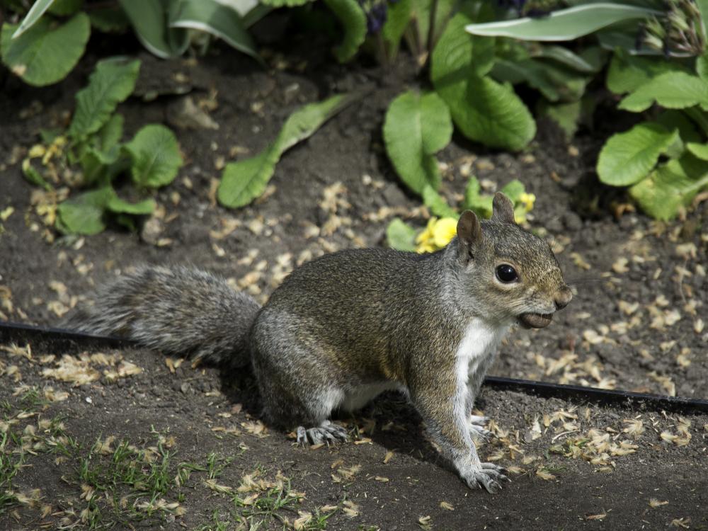 Why Squirrel Removal is Critical