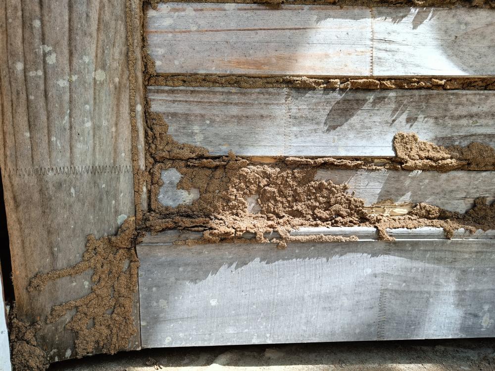 Proactive Termite Prevention Tips