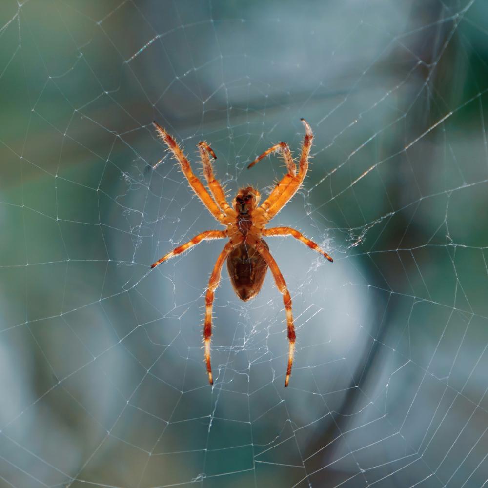 Environmentally Friendly Spider Control