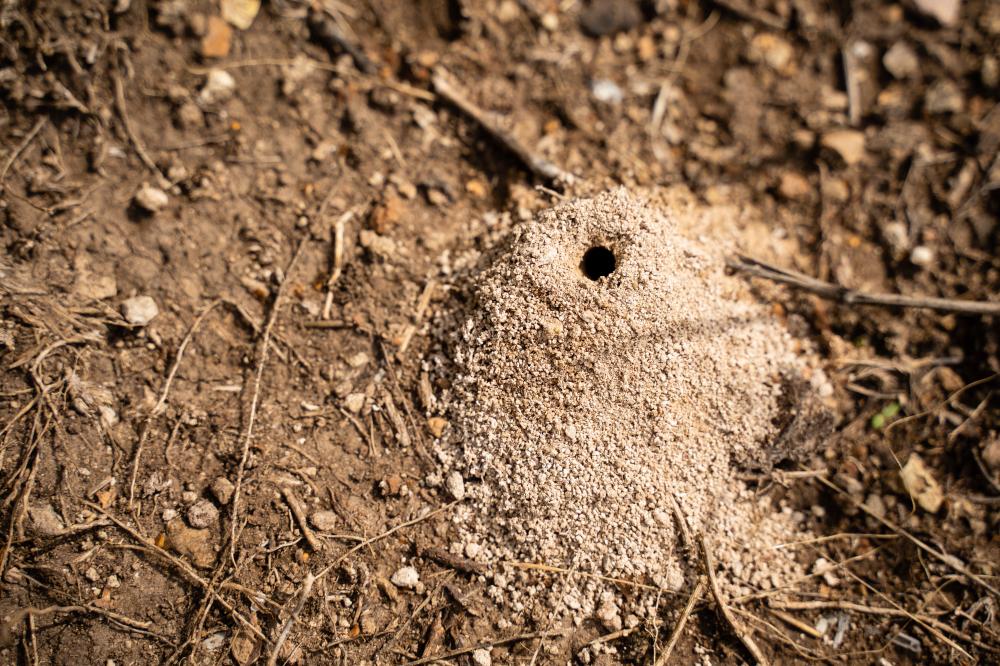 Identifying Common Household Ants