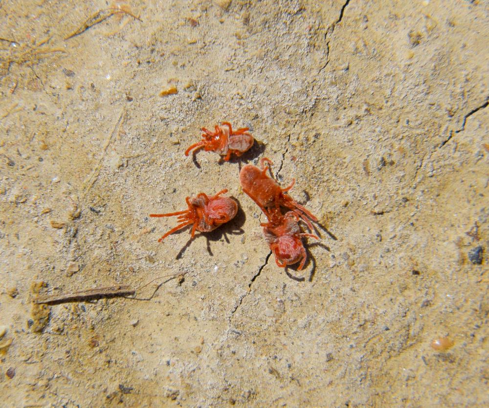 Understanding Scorpions