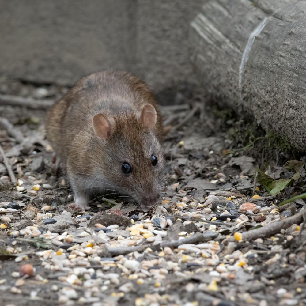 The Human Touch in Pest Control