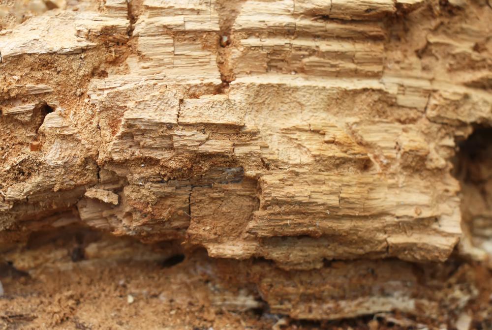 Why Are Termite Inspections Crucial in Cary, NC?