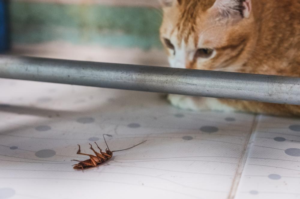 Common Pests in Logan, Utah