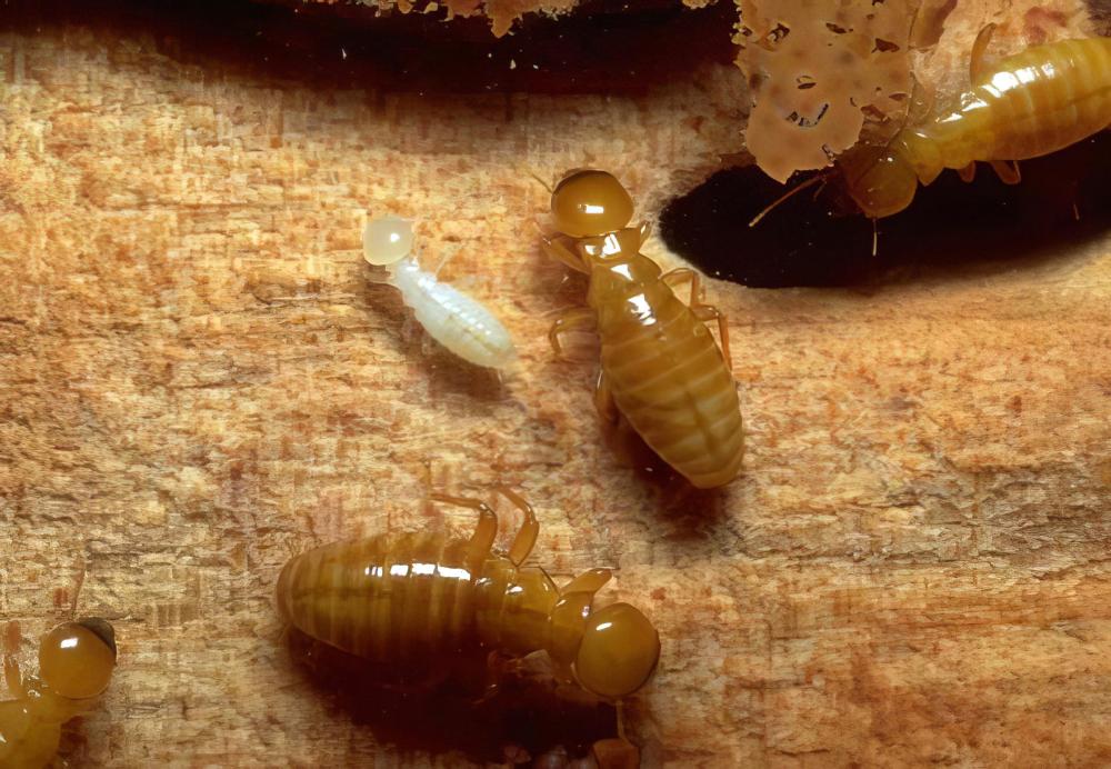 What Qualifies as a Cypress Exterminator Emergency?