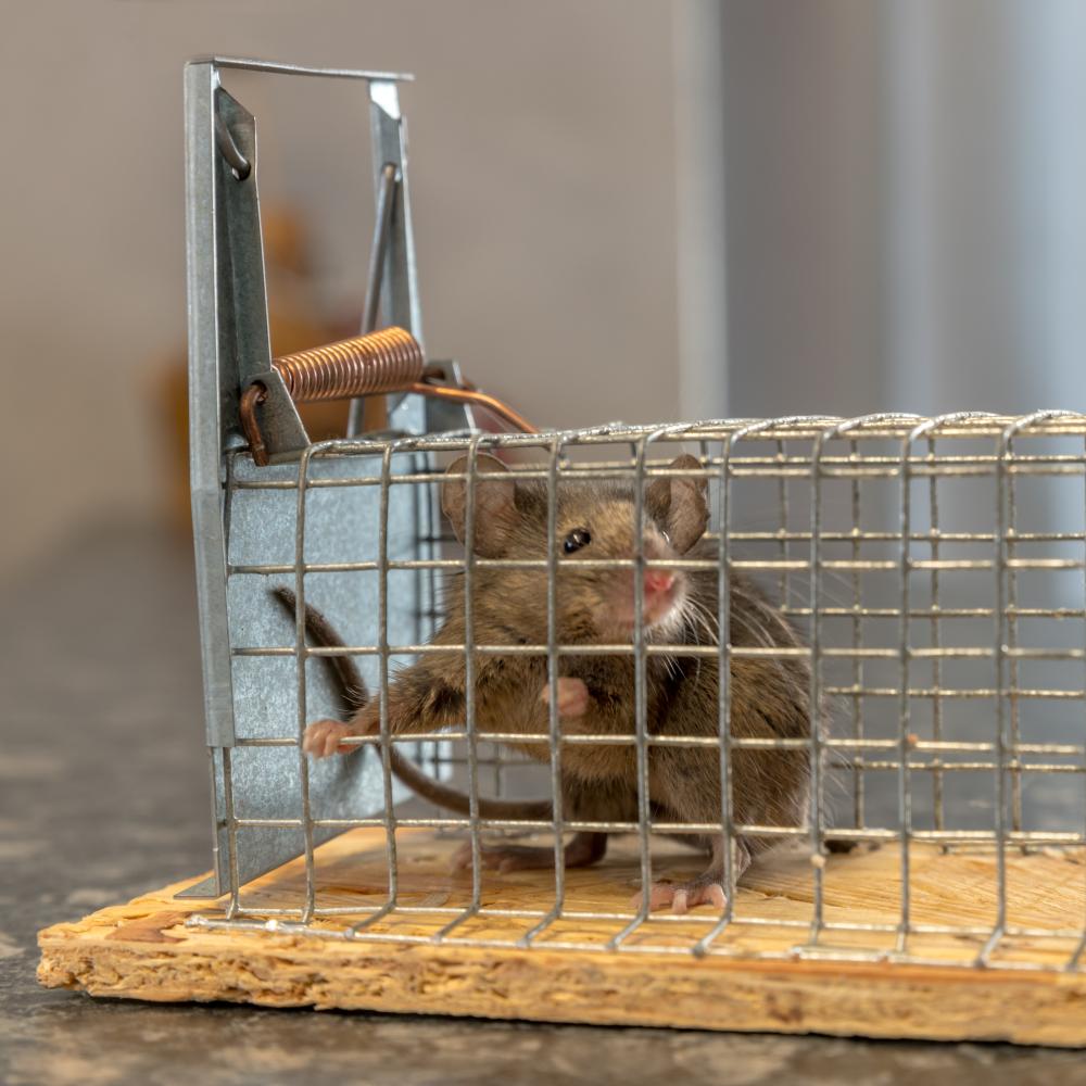 The Pure Pest Solutions Experience