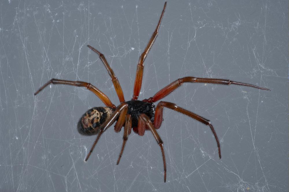 Common Spider Species in Utah