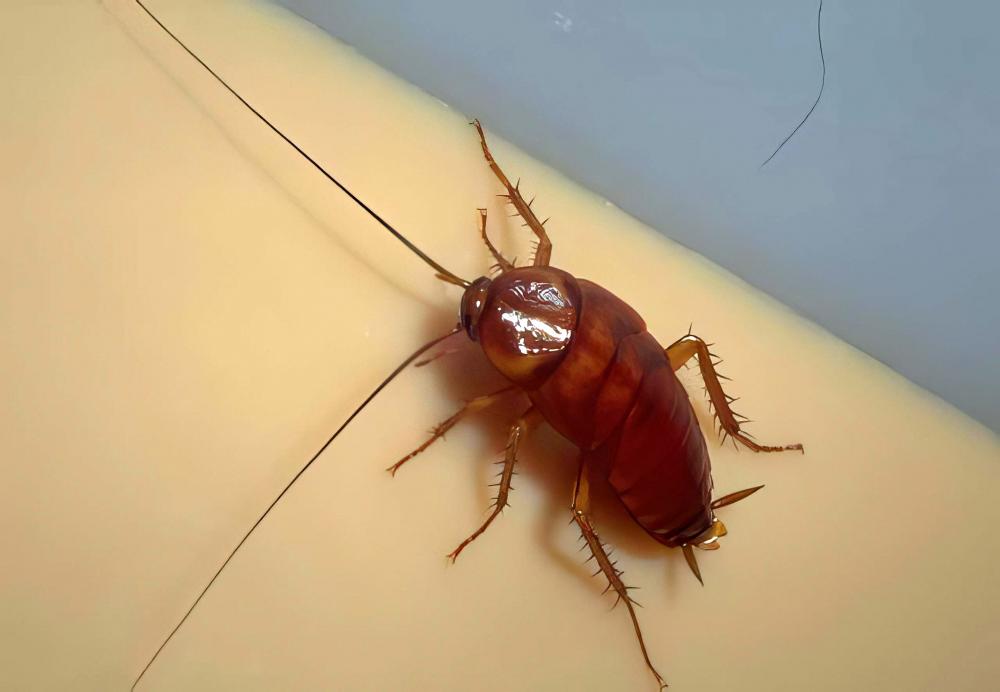 Why Choose Pure Pest Solutions?