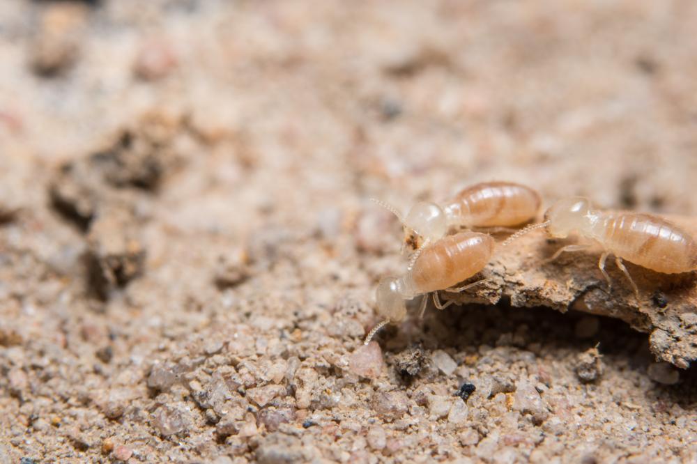 Beyond Termite Control