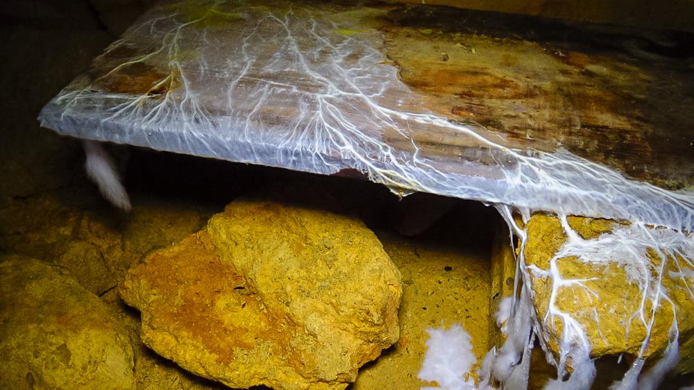 What Qualifies as a Crawl Space Mold Emergency?