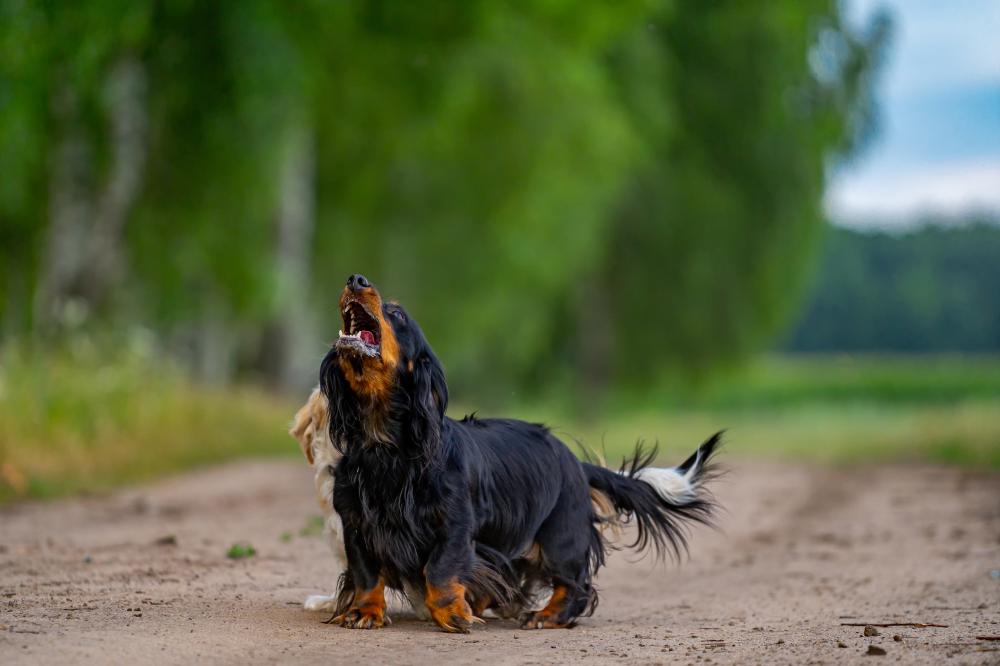 Steps to Take Immediately After a Dog Bite
