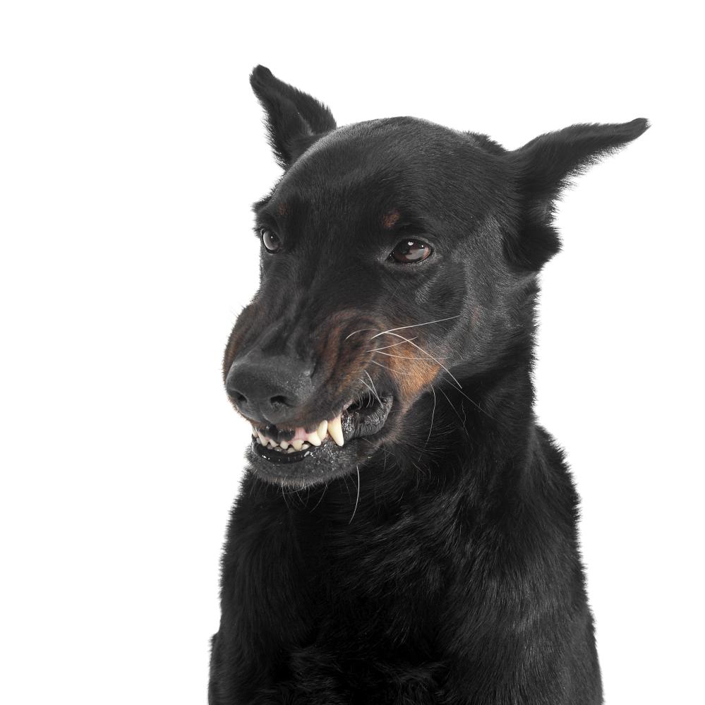 Common Concerns in Dog Bite Cases