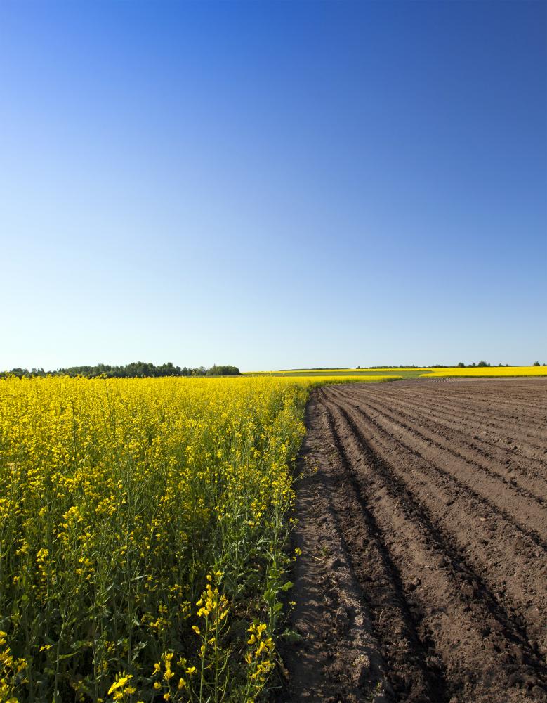 Calgary CPA Consultancy Promoting Sustainable Agricultural Practices
