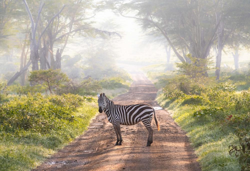 The Significance of Evisa Kenya