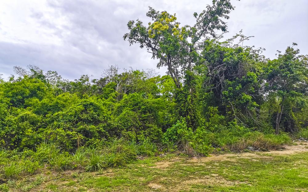 Benefits of Buying Land in Belize