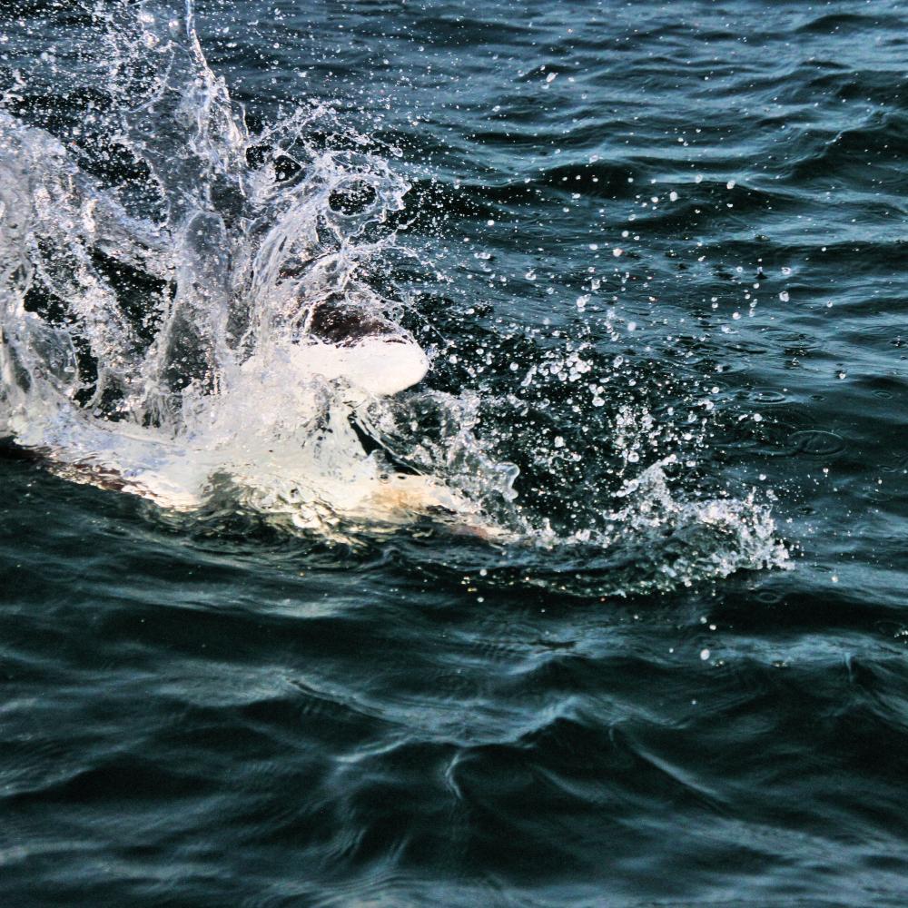 Local Regulations and Conservation