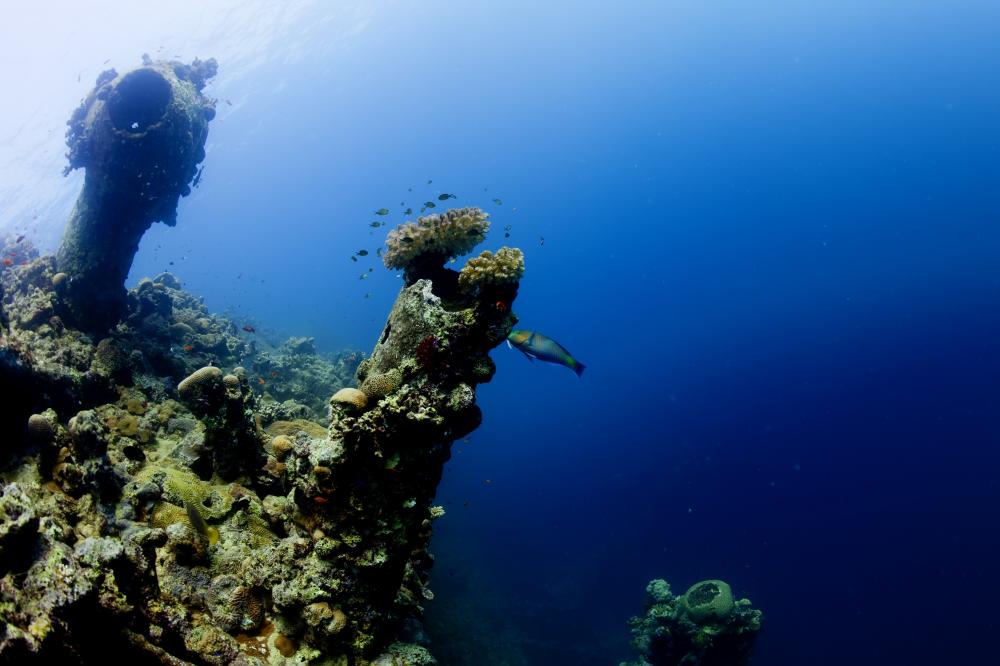 A Premier Diving Charter Experience