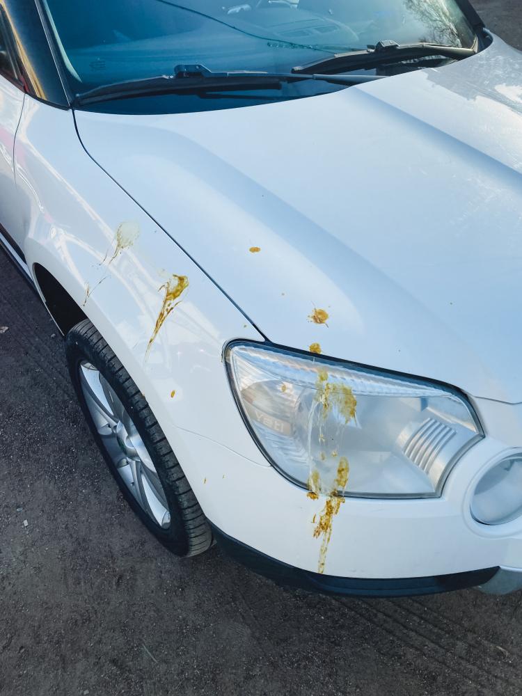 Santa Monica Car Body Shop Services Breakdown