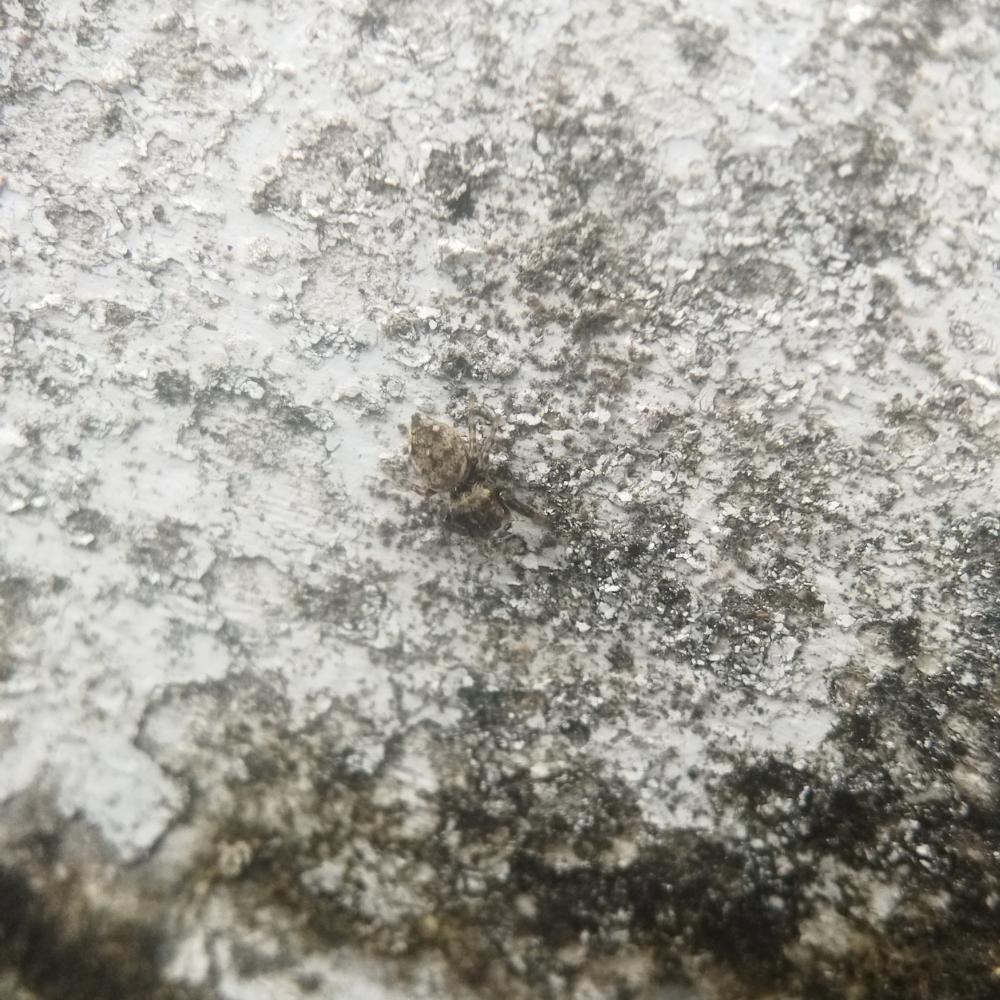 Navigating Concrete Repair in Richmond: How Fraser Valley Fits In